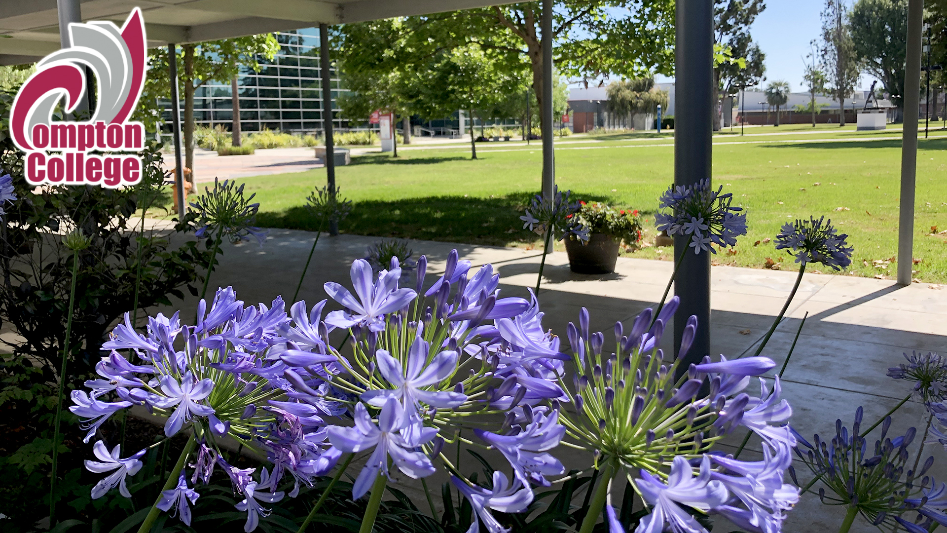 Compton College campus and agapanthas